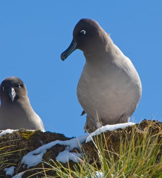 Light-mantled sooty albatross, South Georgia