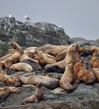 Sea lions on the Inian Islands, Alaska