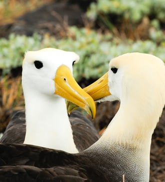 Yellow headed waved albatross, Galapagos