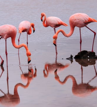 Flamingos on Floreana island, Galapagos
