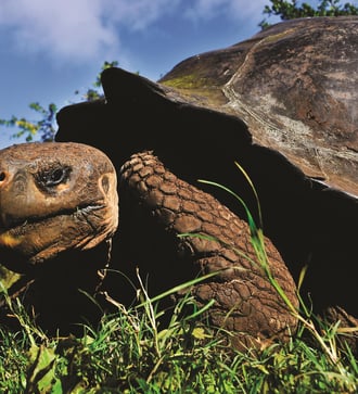 Giant tortoise, Galapagos