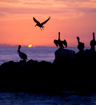Pelicans off Cabo San Lucas, Mexico