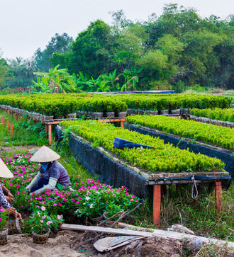 Gardeners in Sa Dec, Vietnam
