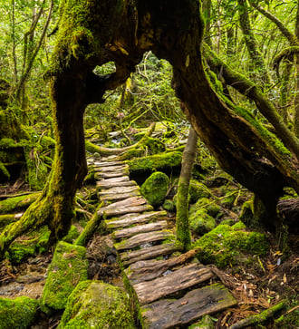Forest in Yakushima, Japan
