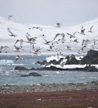 Seabirds in the Arctic