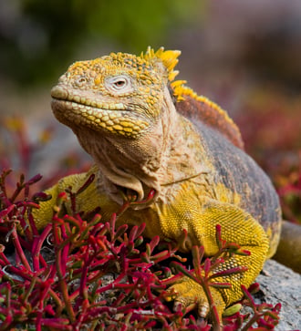 Land iguana in the Galapagos