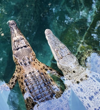 Juvenile crocodiles in Darwin, Australia