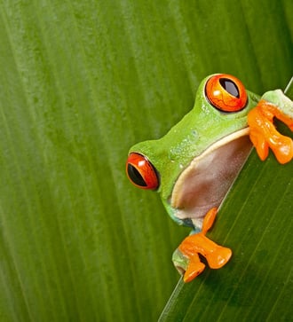 Red eyed tree frog, Costa Rica