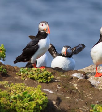 Puffins on Grimsey island, Iceland