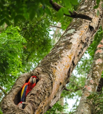 Macaw, Puerto Jimenez, Costa Rica