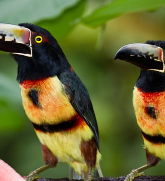 Aracari toucans, Belize