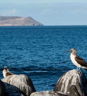 Blue-footed booby in front of Daphne Major, Galapagos