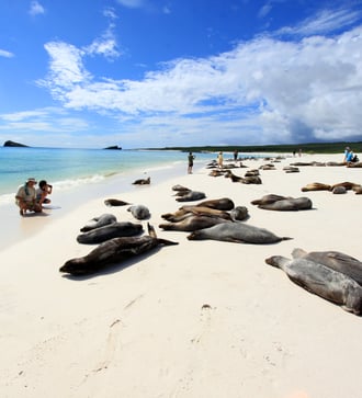 Seals on the beach in the Galapagos