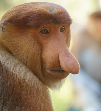 Proboscis monkeys near Sandakan, Malaysia