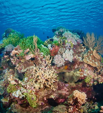 Reef off Birie Island, Indonesia