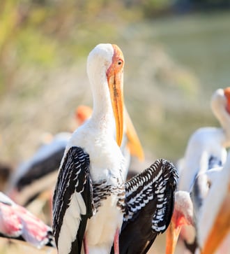 Painted storks in Bundala National Park, Sri Lanka
