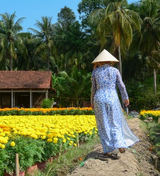 Flower plantation in Sa Dec, Vietnam