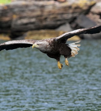 White tailed sea eagle on the Isle of Skye, Scotland