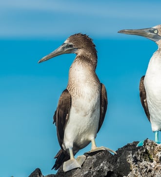 Blue footed boobies in Elizabeth Bay on Isabela, Galapagos