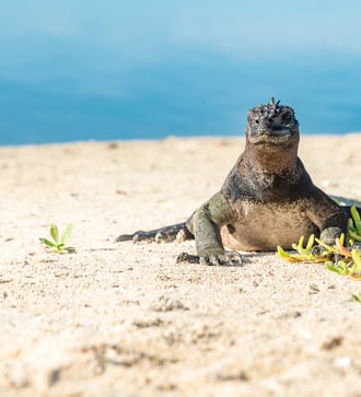 Marine iguana on Las Bachas beach, Santa Cruz, Galapagos