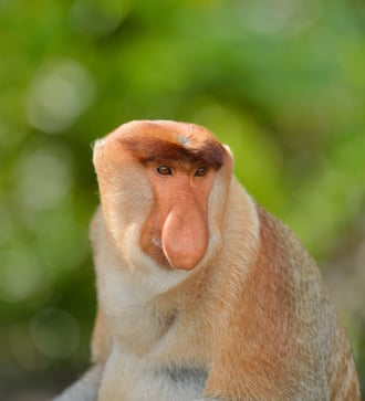Proboscis monkey in Sabah, Malaysia
