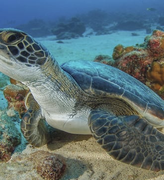 Sea turtle, Coco Island, Costa Rica