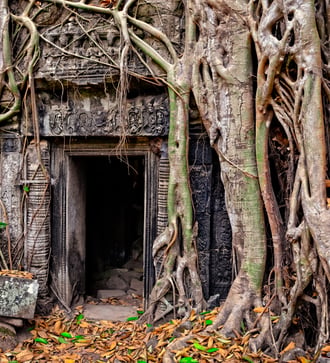 Overgrown doorway at Ta Prohm, Angkor