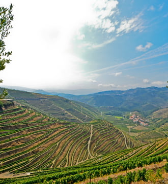Vineyards near Pinhão, Portugal