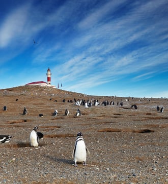 Magellanic penguins on Magdalena Island, Chile