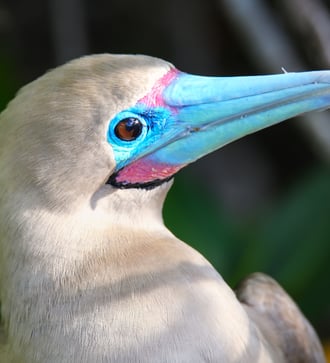 Red-footed booby in the Galapagos