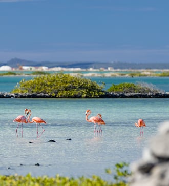 Flamingos on Bonaire