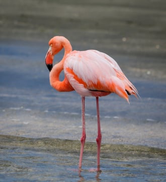 Flamingo on Floreana island, Galapagos