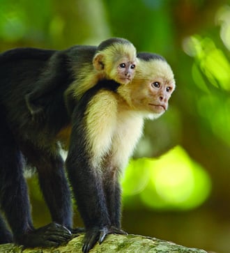 White throated capuchin monkeys in Costa Rica