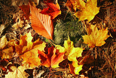 Fall foliage