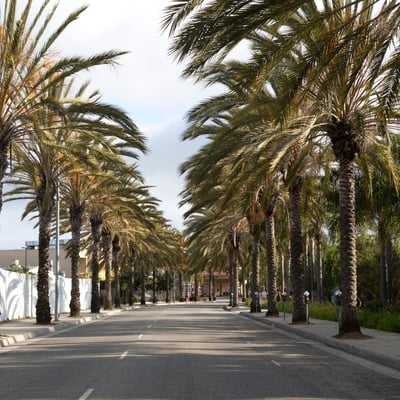 Palm-lined street, Los Angeles