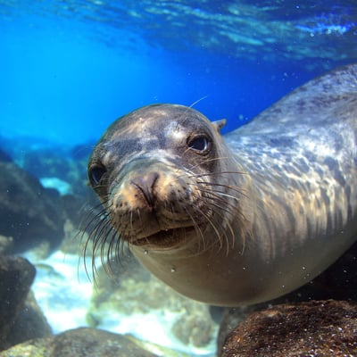 Galapagos Sea Lion