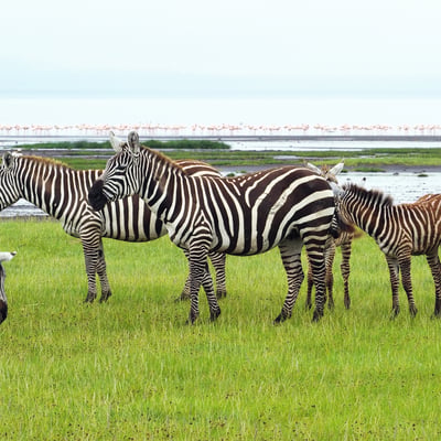 Zebras in Kenya