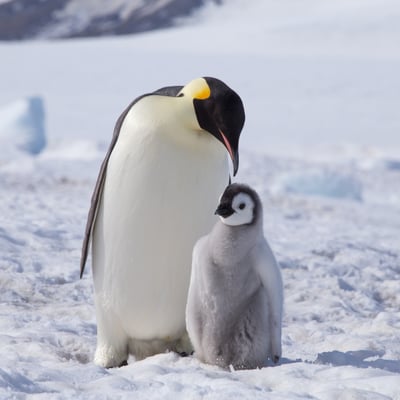 Emperor penguin and chick at Snow Hill Island, Weddell Seas, Antarctica