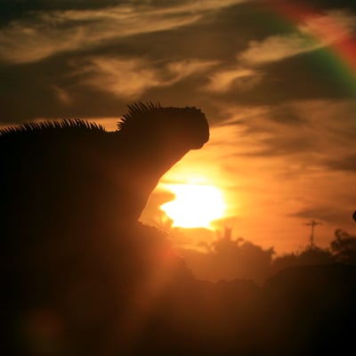 Iguana silhouettes in the Galapagos