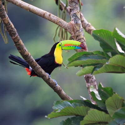 see rainbow toucans on a costa rica expedition cruise