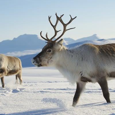 Reindeer in the Arctic