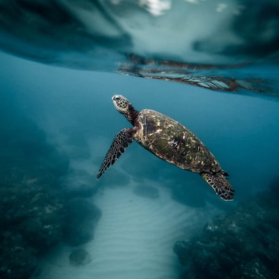 Sea turtle, Galapagos