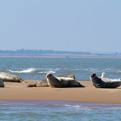 Seals on the beach in Kent
