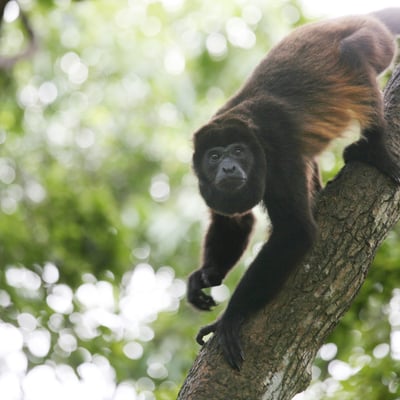 Spider monkey in Panama