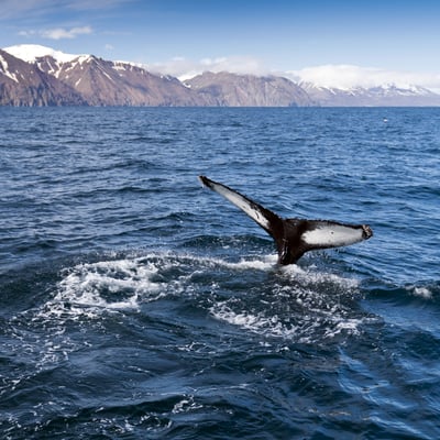 Whale watching in Iceland