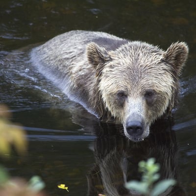 Grizzly bear at Knight Inlet, Canada