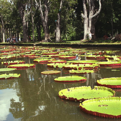 Pamplemousses Botanical Gardens, Mauritius