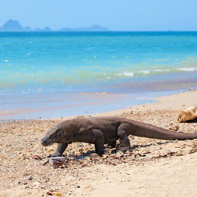 Komodo dragon on the beach on Komodo island