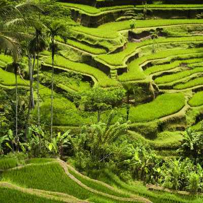 Ubud rice terraces, Bali