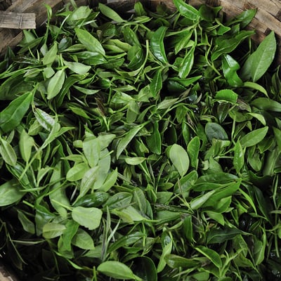 Freshly picked tea in Darjeeling
